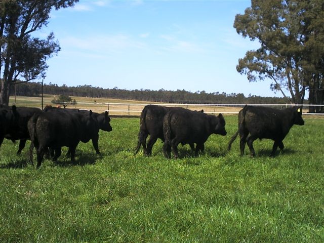 Premium grass fed Angus cattle in Uruguay