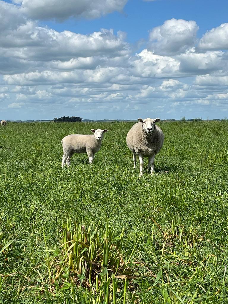 South American meat export shipping and logistics